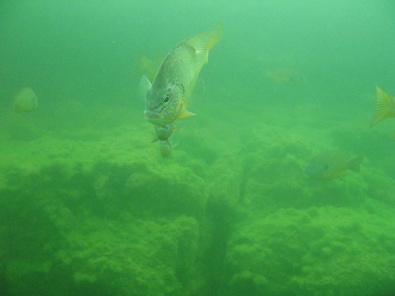 Scuba Table Rock 153.jpg
